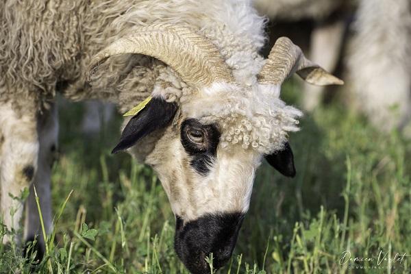 Thônes et Marthod. Ovin de race rustique adaptée à l'élevage en plein air dans l'Yonne. Sa viande d'agneau est de grande qualité.